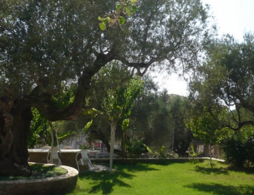Age-old olive tree